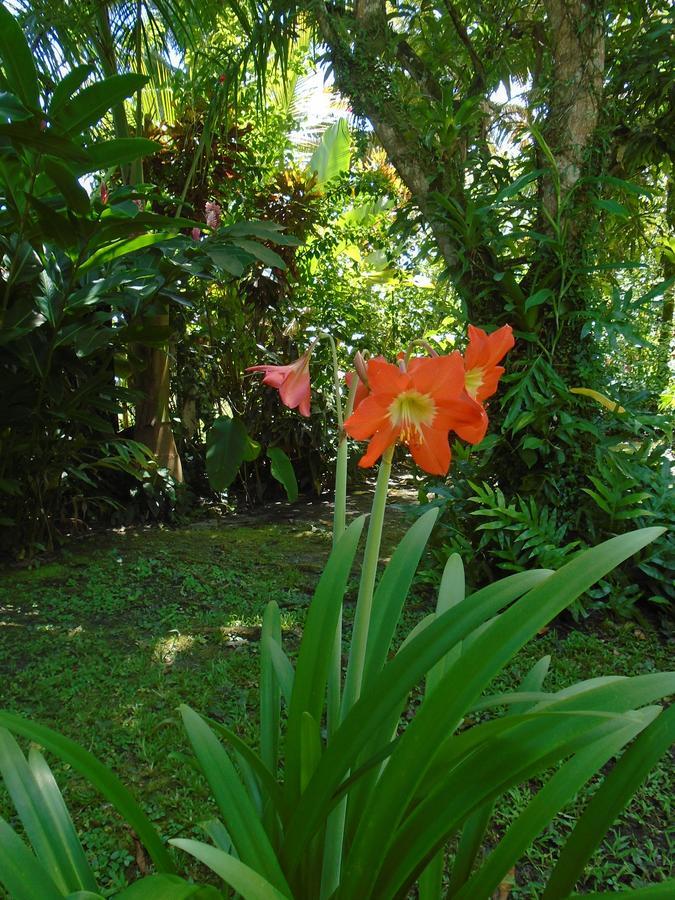 J And H Garden Cabinas Bocas Town Ngoại thất bức ảnh
